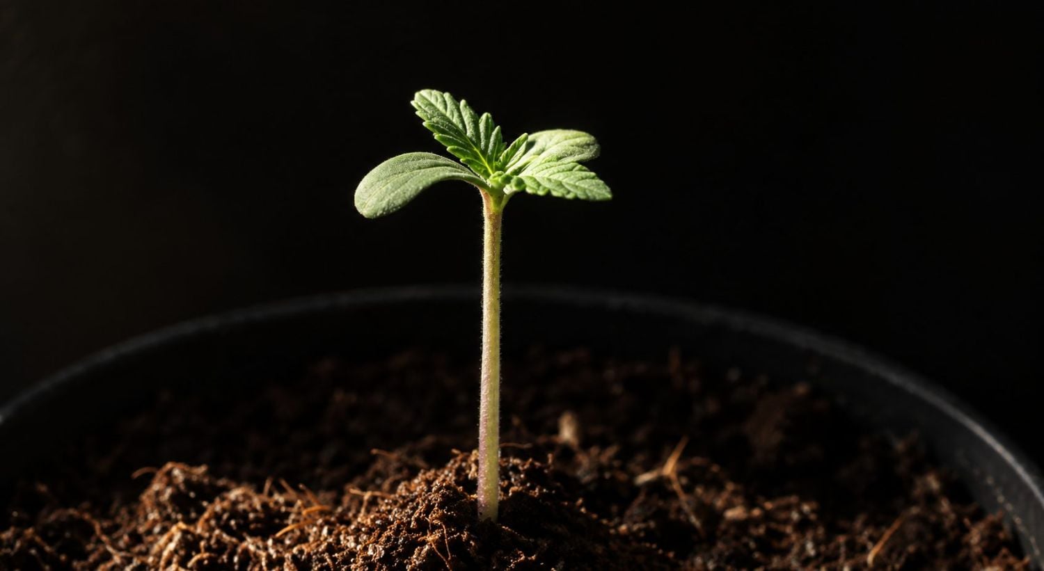 Etapa de plantín del cannabis con cotiledones emergiendo del sustrato.