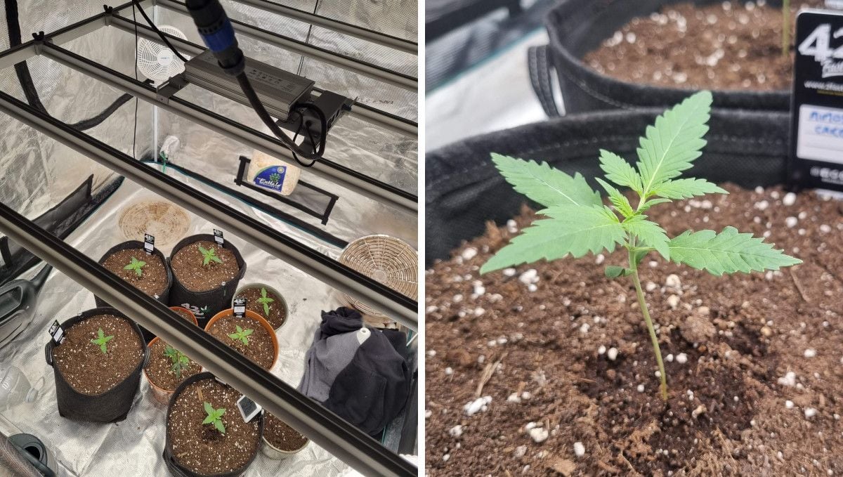 Mimosa Cake Auto cannabis strain: early veg | week 2 | several seedlings in a grow tent under a LED light