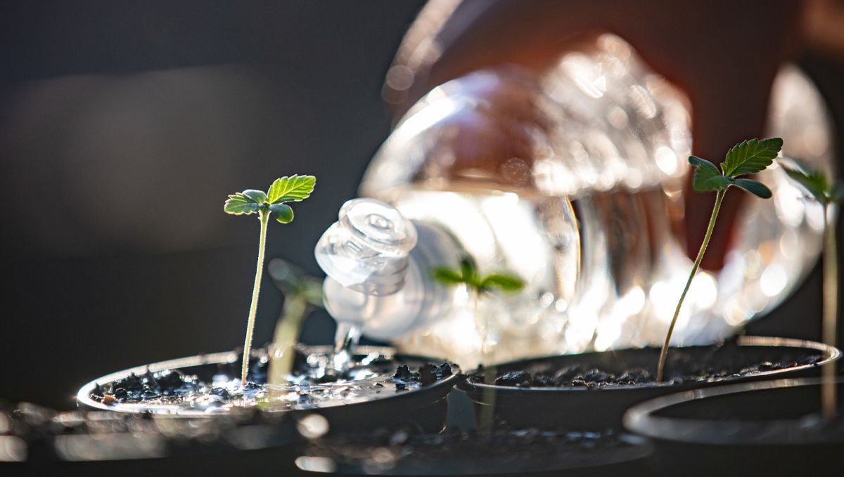 Der ultimative Leitfaden zur Bewässerung deiner Cannabispflanzen: Wasserqualität und Filtration