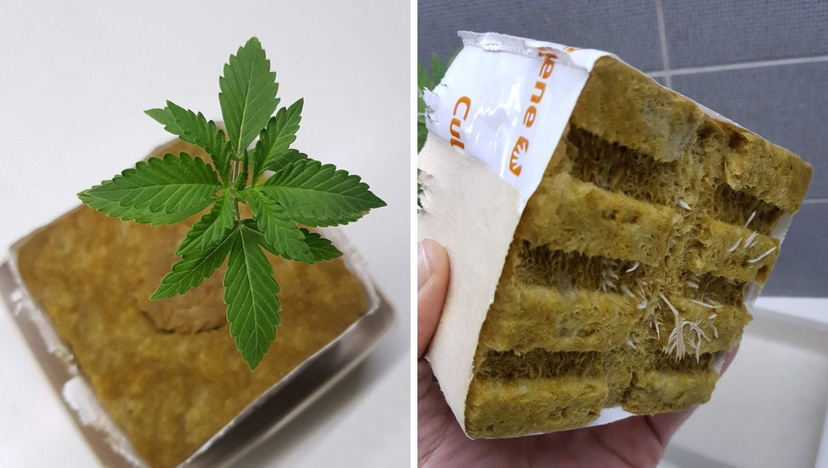 Green Crack Auto cannabis strain: germination and seedling stage | week 1 | a seedling grown in rock wool until its roots show at the bottom
