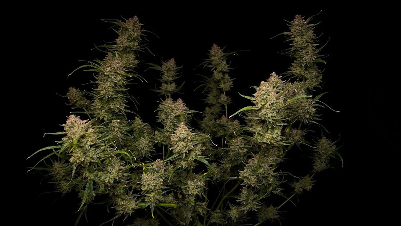 Top 10 strains to grow outdoors: Guava Auto Top 10 strains to grow outdoors: Guava Auto