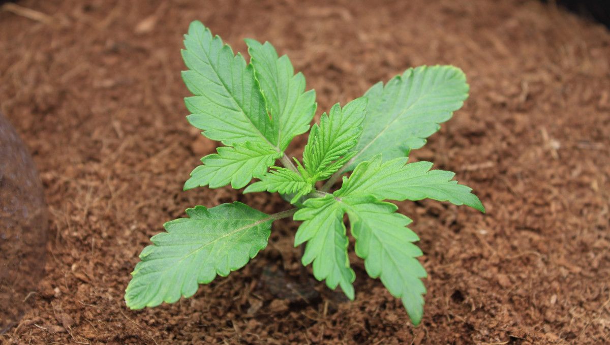 Cream Cookies Auto cannabis strain: early veg | week 2 | a small plant grown in coco
