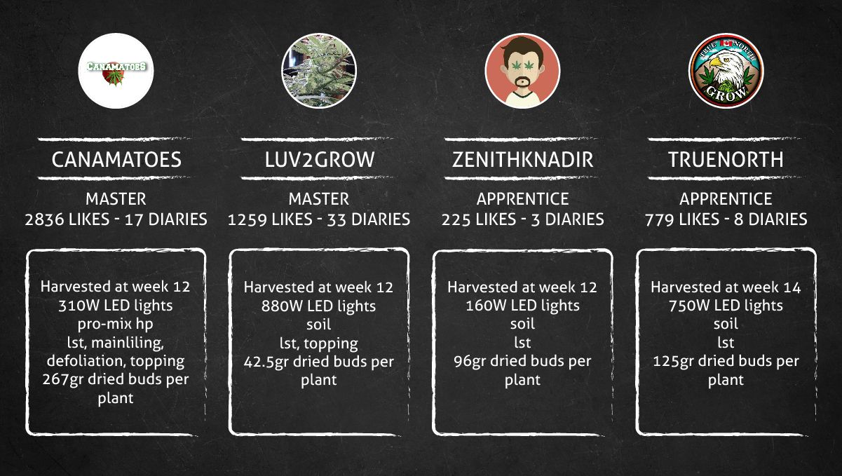 Gelato Auto Cannabis Strain Week-by-Week Guide: Setup specs and outcome Gelato Auto Cannabis Strain Week-by-Week Guide: Setup specs and outcome