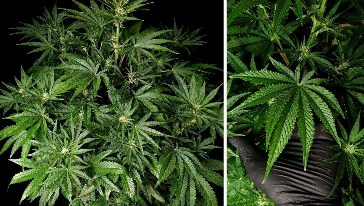 Cherry Cola Auto cannabis strain: early flower | weeks 6-7 | huge fan leaves