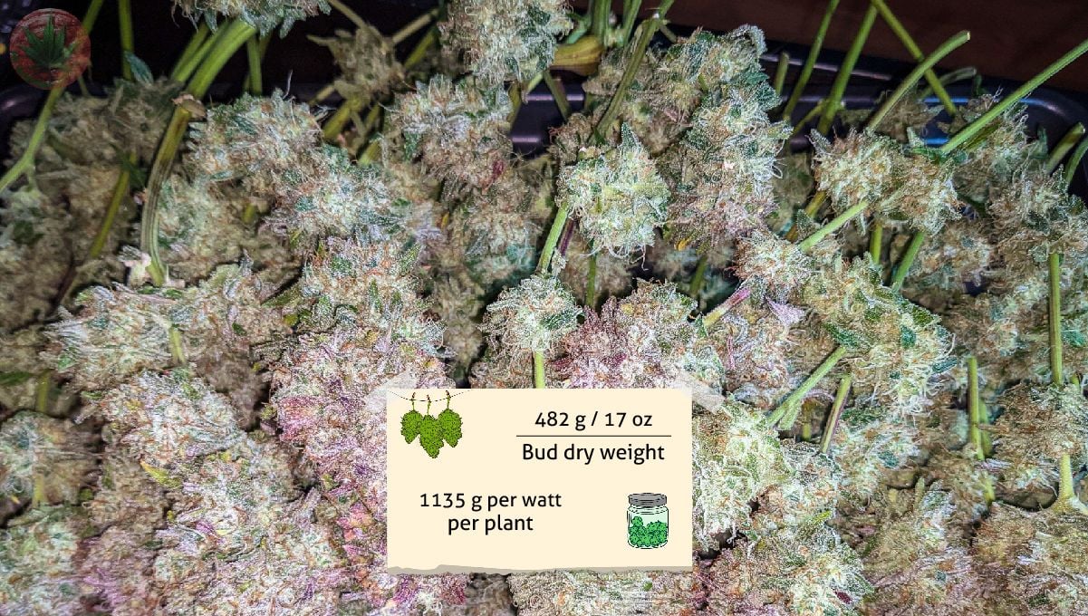 Gorilla Cookies Auto Cannabis Strain Week-by-Week Guide: Branches covered in sticky buds