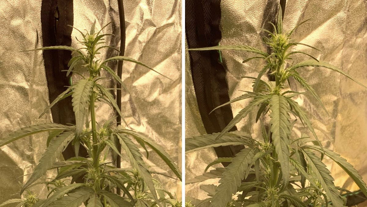 Six Shooter Auto cannabis strain: transition (pre-flower) | week 5 | the first buds are forming