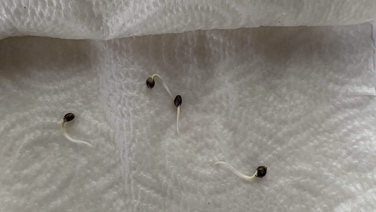 Banana Purple Punch Auto cannabis strain: germination and seedling stage | week 1 | seeds with long taproots on a moist paper towel
