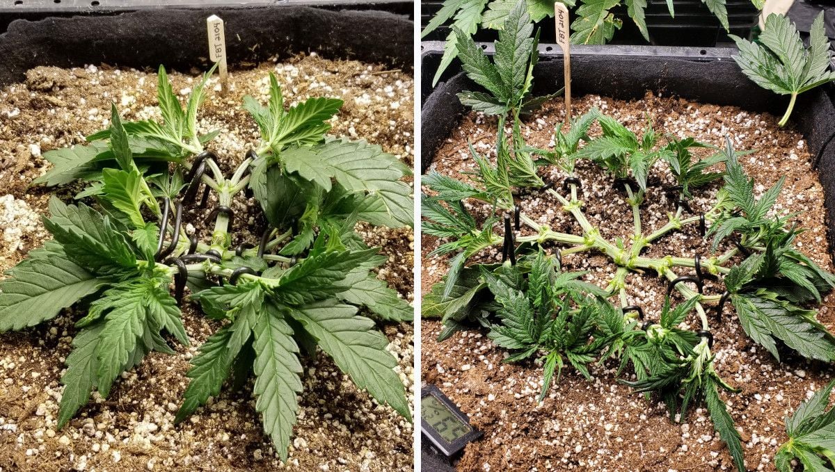 Forbidden Runtz Auto Cannabis Strain Week-by-Week Guide: A mainlined autoflower spread flat on the surface of the medium and defoliated heavily