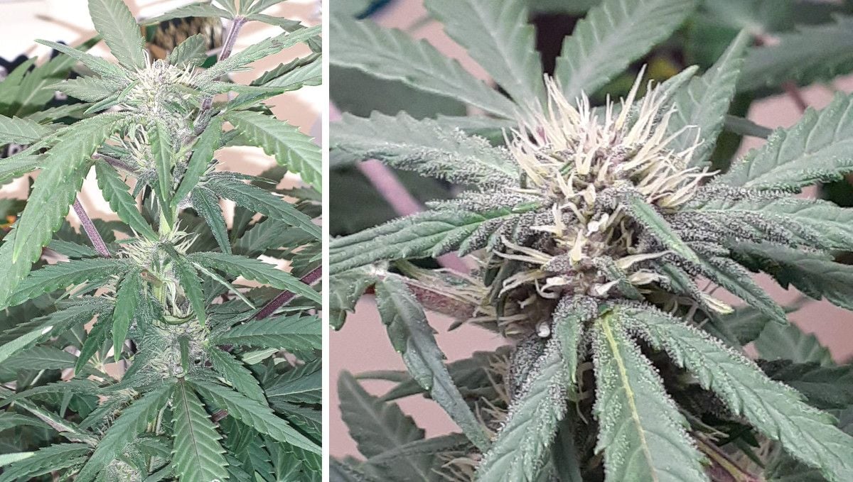 Tropicana Cookies Auto cannabis strain: mid flower (bulk phase) | weeks 8-9 | an indoor weed plant slowly filling out