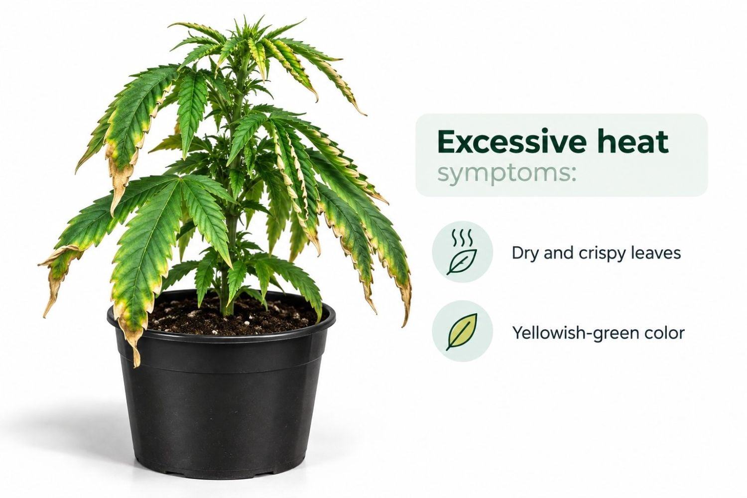 Common cannabis seedling problems: excessive heat Common cannabis seedling problems: excessive heat