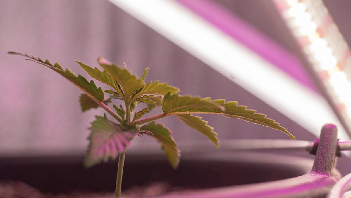 Imagen detallada de una plántula de cannabis