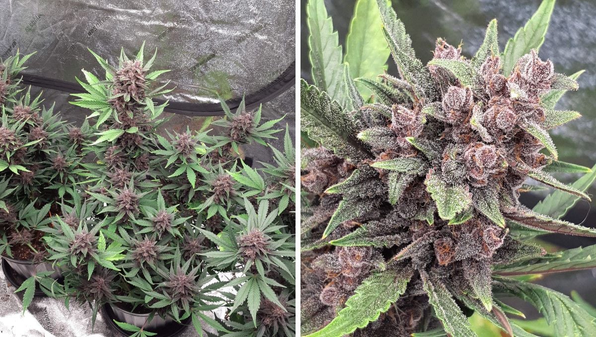 LSD-25 Auto cannabis strain: mid flower (bulk phase) | weeks 7-8 | the buds of a deep-purple indoor autoflower that is nearing harvest time