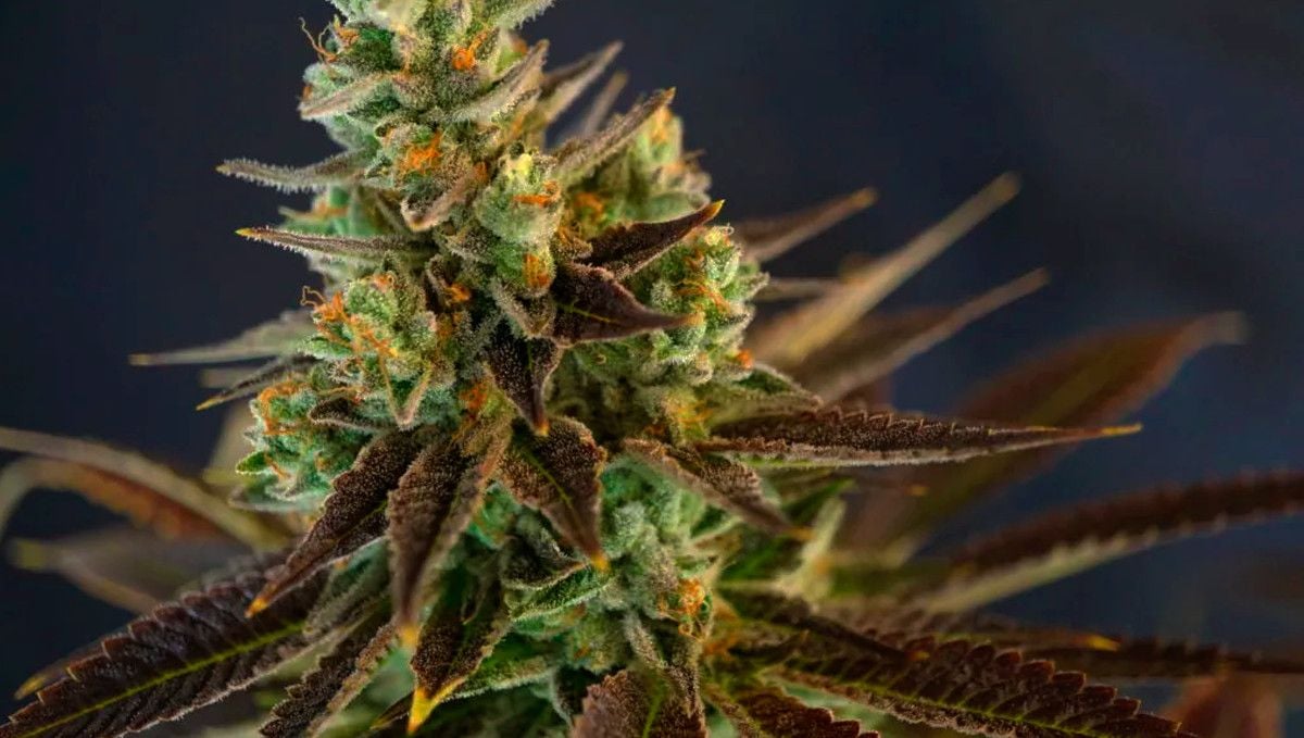 15 Best Strains for Male Arousal in 2022 Fast Buds