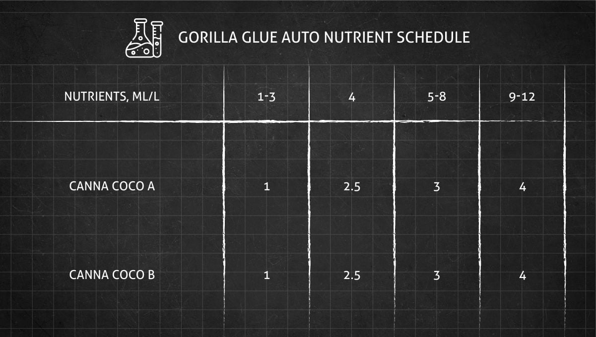 Gorilla Auto cannabis strain: feeding schedule from seed to harvest