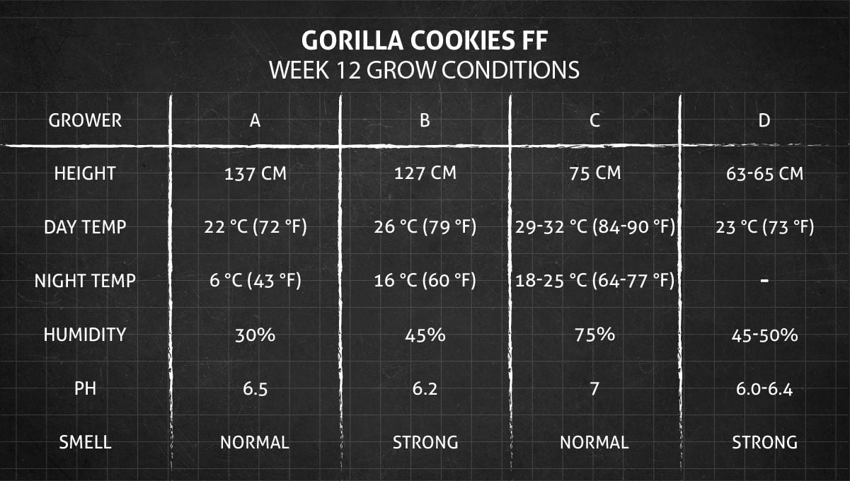 Gorilla Cookies FF cannabis strain: week 12 grow conditions