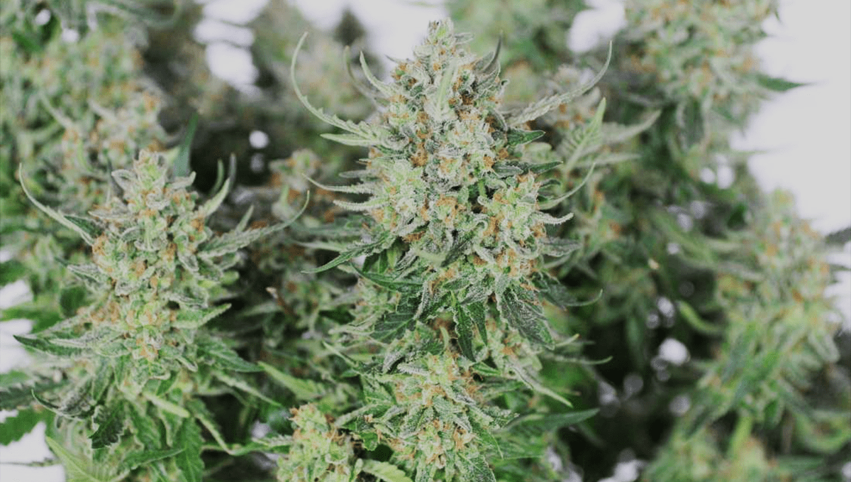 Top 5 highest THC autoflowering strains: girl scout cookies autoTop 5 highest THC autoflowering strains: girl scout cookies auto