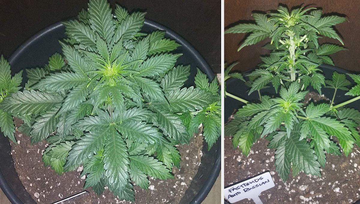 Russian Auto Cannabis Strain Week-by-Week Guide: A top view and side view of a 3-week-old autoflower that has already began budding