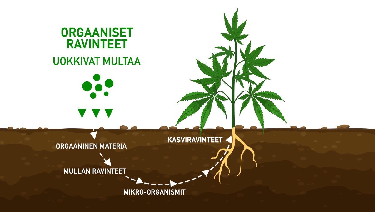 Miten lihottaa budeja: orgaaniset ravinteet Miten lihottaa budeja: orgaaniset ravinteet