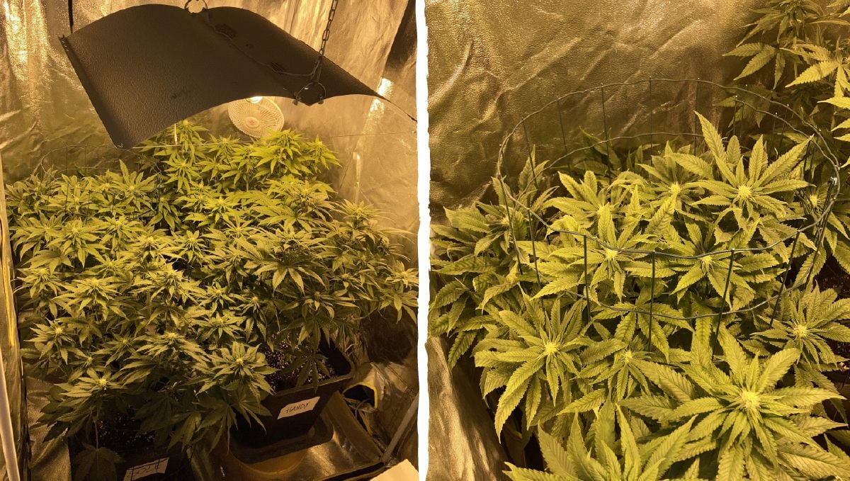 Dos-si-dos cannabis strain week-by-week guide: pre-flowering stage