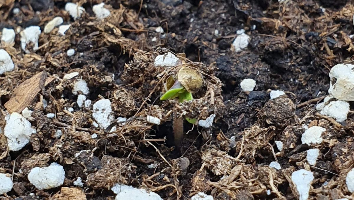 Tropicana Cookies FF cannabis strain: germination and seedling stage | week 1 | a sprout emerging from the soil