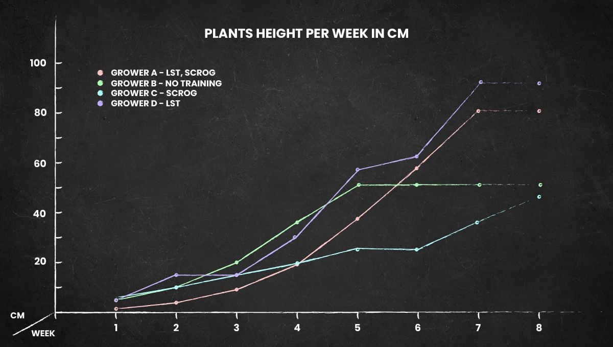 Blackberry Auto cannabis strain: height chart for the whole life cycle Blackberry Auto cannabis strain: height chart for the whole life cycle