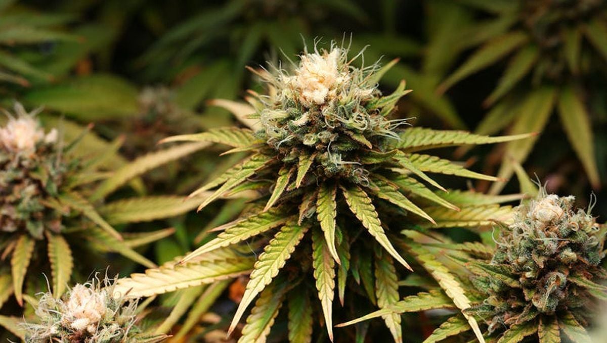 Autoflowering plant heat stress symptoms: cannabis bud bleaching
