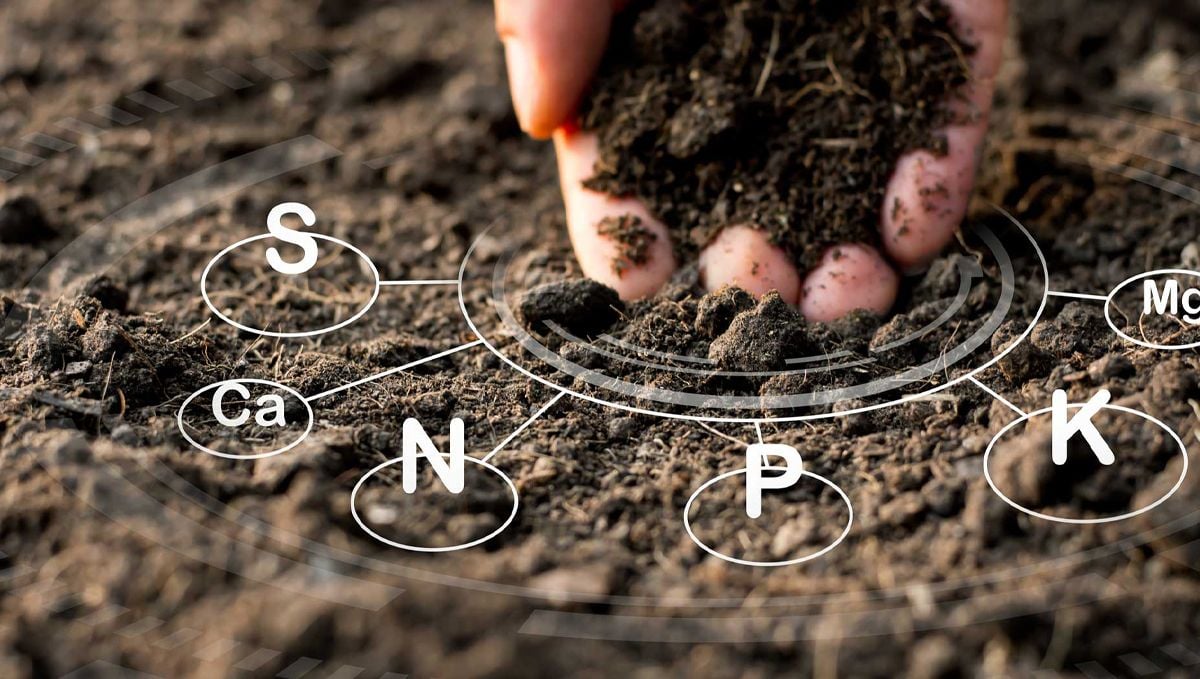 A comprehensive guide to cannabis plant nutrient deficiencies and solutions: Introduction to cannabis plant nutrition A comprehensive guide to cannabis plant nutrient deficiencies and solutions: Introduction to cannabis plant nutrition
