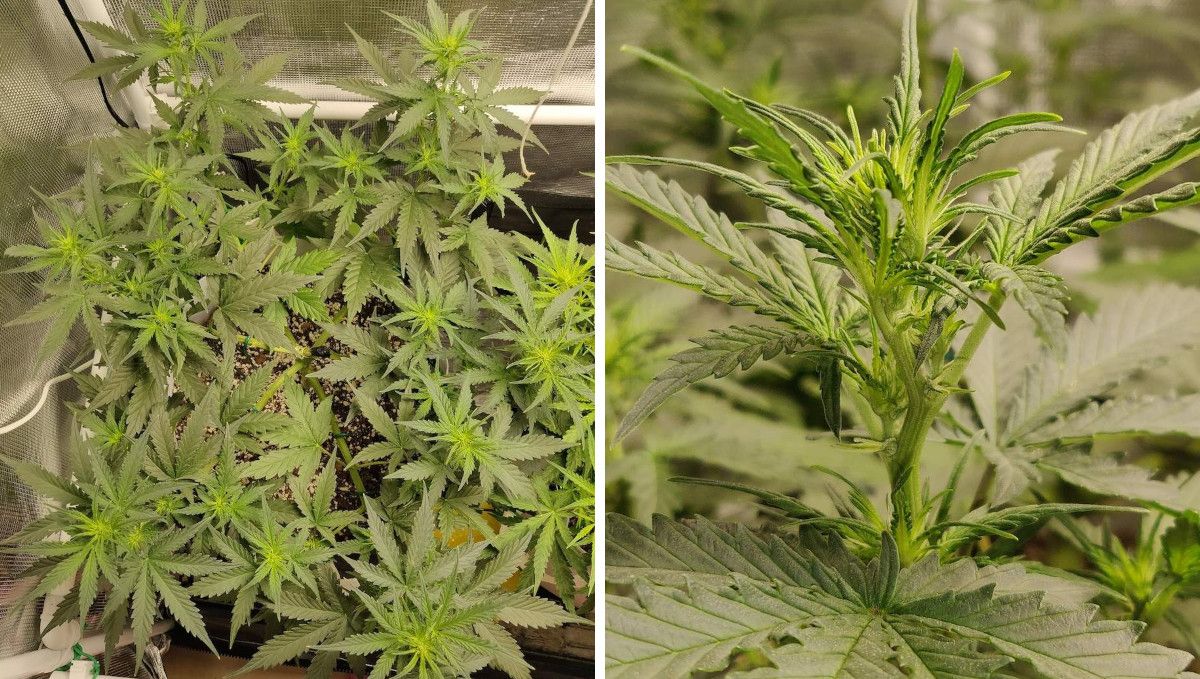 Gorilla Punch Auto Cannabis Strain WeekbyWeek Guide Fast Buds