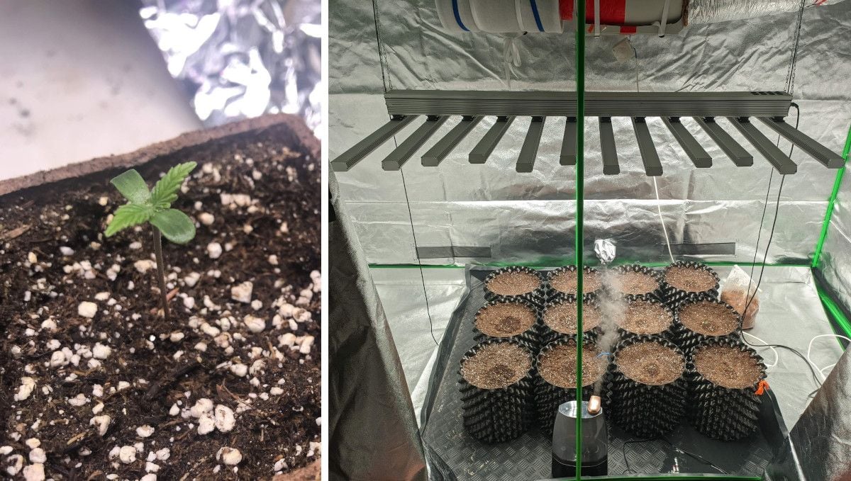 Gorilla Cookies FF cannabis strain: germination and seedling stage | a seedling in a jiffy pot and a spacious tent with 12 airpots and a humidifier