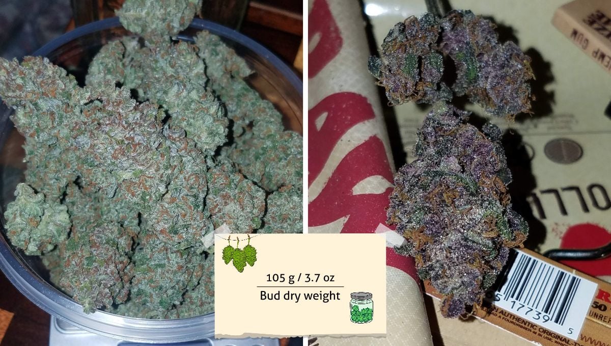 LSD-25 Auto cannabis strain outcome: a handful of emerald-colored dense buds on scales and a closeup of a purple bud