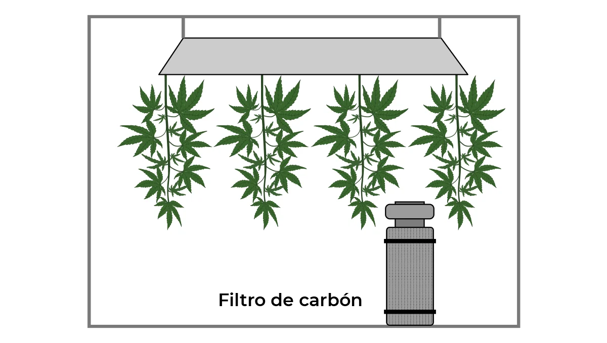 Las mejores condiciones para tu cuarto de cómo secar el cannabis - Semillas de marihuana Autoflorecientes Fast Buds