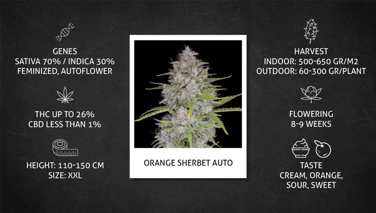 Fast Buds, Semi Orange Sherbet, Autofiorenti Femminizzati