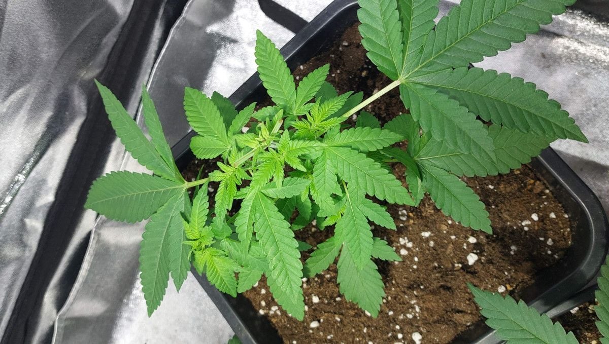 Wedding Cheesecake FF cannabis strain: mid veg | weeks 3-6 | the top and some bigger fan leaves removed Wedding Cheesecake FF cannabis strain: mid veg | weeks 3-6 | the top and some bigger fan leaves removed