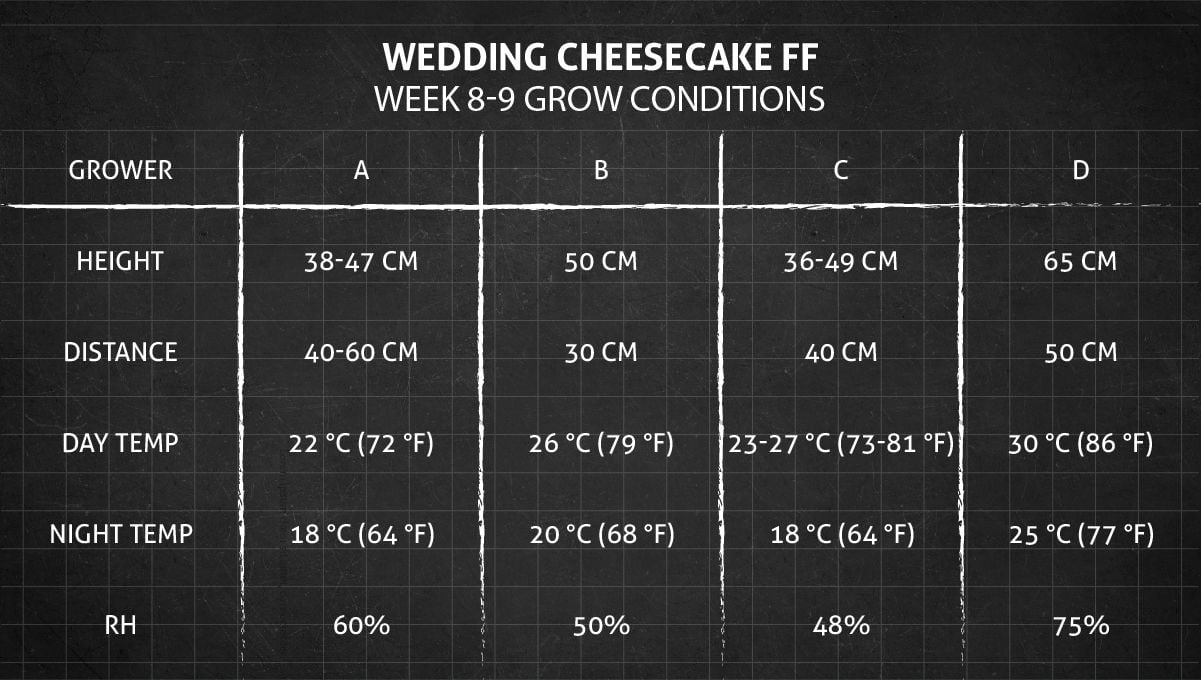 Wedding Cheesecake FF cannabis strain: weeks 8-9 grow conditions Wedding Cheesecake FF cannabis strain: weeks 8-9 grow conditions