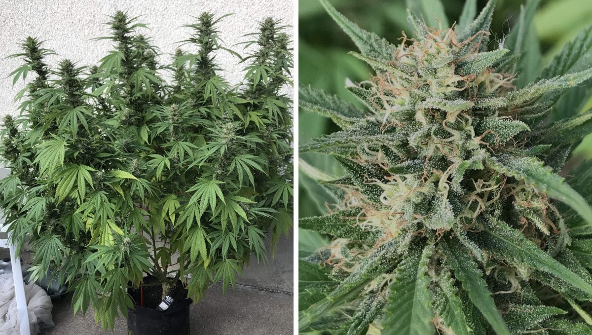 Gorilla Cookies FF cannabis strain: ripening and harvest | a bushy plant grown in a portable container outdoors and a closeup of its not quite mature bud