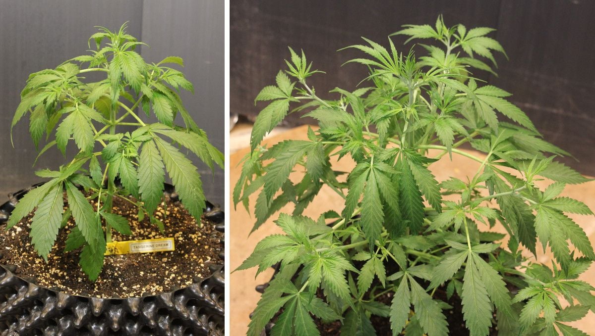 Tangerine Dream Auto Cannabis Strain WeekbyWeek Guide Fast Buds