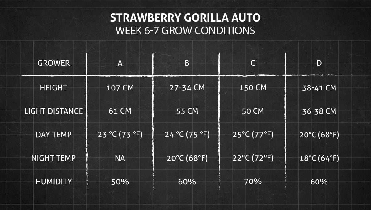 Strawberry Gorilla Auto Cannabissorte: Anbaubedingungen Wochen 6-7.