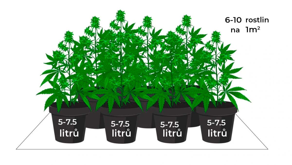 Kolik dávají samonakvétací rostliny: zelené moře