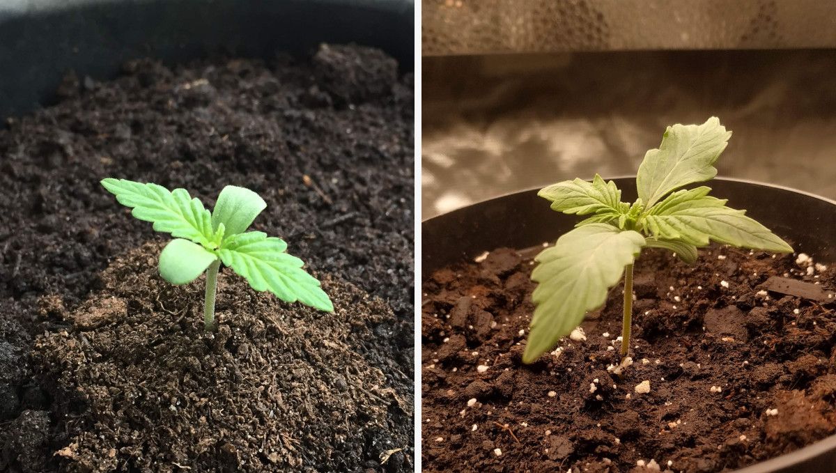 Blueberry Cheese Auto cannabis strain: germination and seedling stage | week 1 | two healthy sprouts in the middle and at the end of the first week