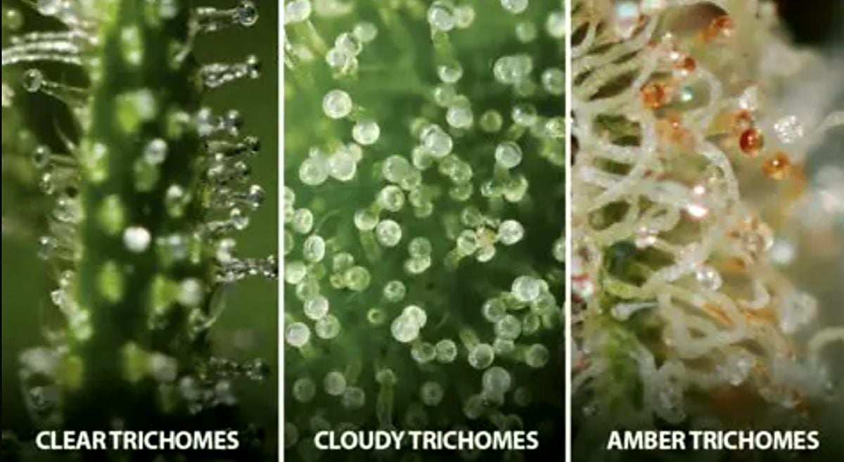 How to Harvest Cannabis Plants: States of Cannabis Trichomes
