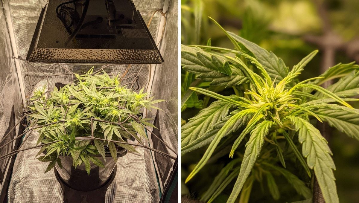 Critical Kush Auto cannabis strain: transition (pre-flower) | week 5 | a heavily trained plant grown in a ScrOG setup in a medium sized tent equipped with a LED light and a closeup of a flowering top