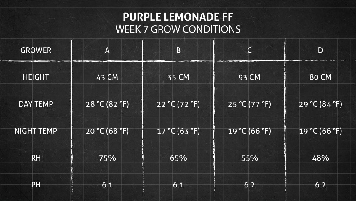 Purple Lemonade FF cannabis strain: week 7 grow conditions