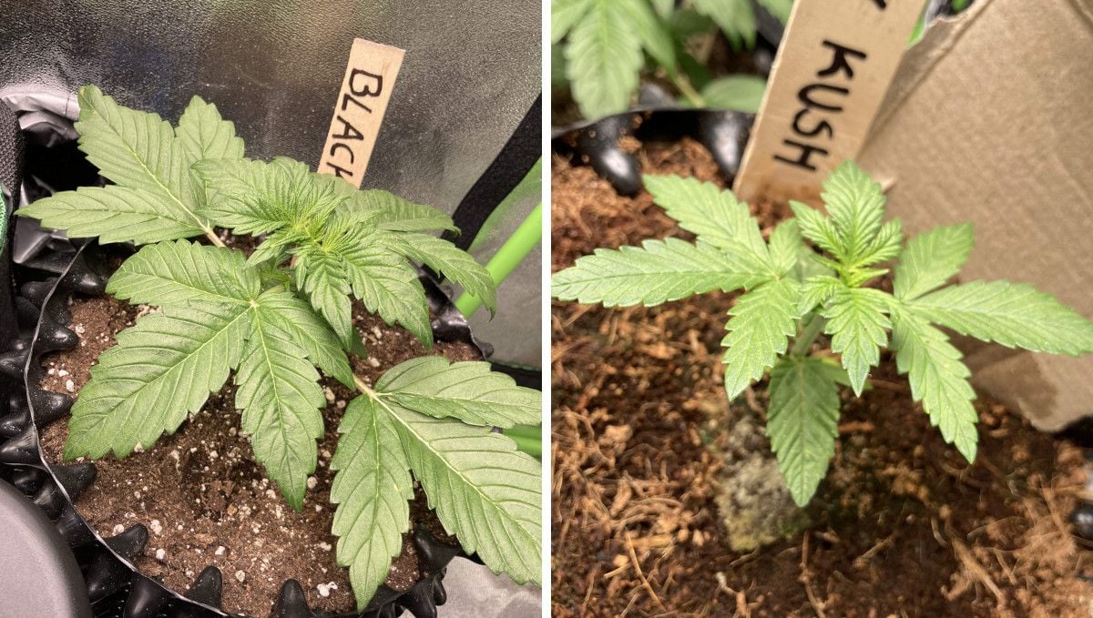 Auto Blackberry Kush Cannabis Strain Week-by-Week Guide | Fast Buds