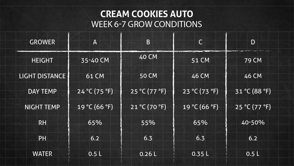 Cream Cookies Auto cannabis strain: weeks 6-7 grow conditions