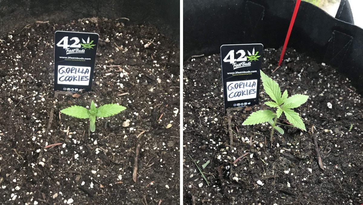 Gorilla Cookies FF cannabis strain: early veg | a seedling's progress through the 2nd week