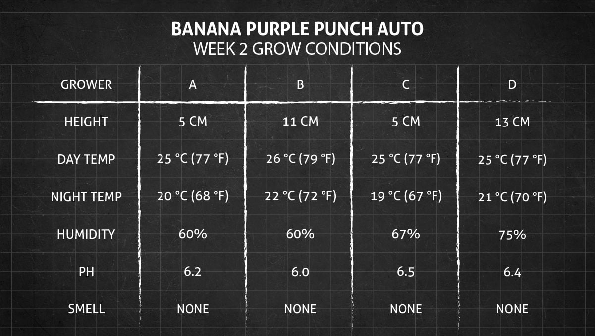 Banana Purple Punch Auto cannabis strain: week 2 grow conditions