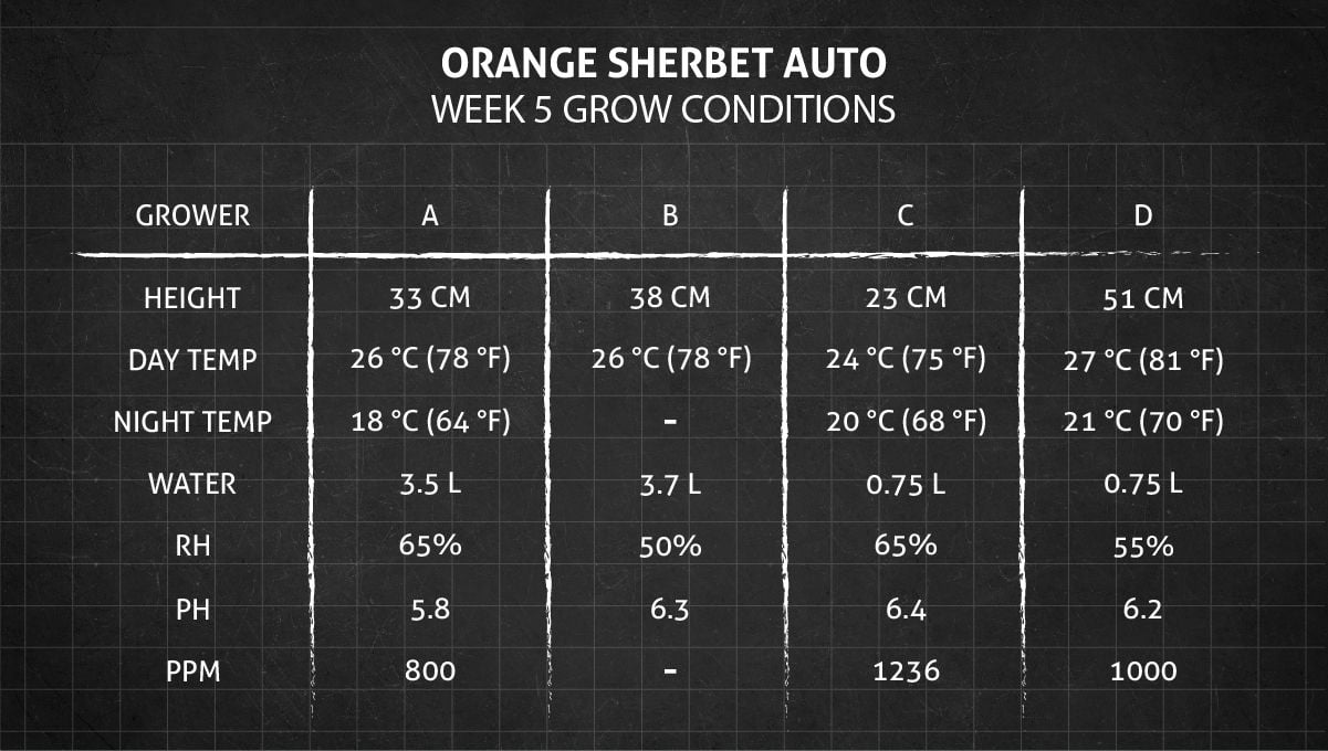 Orange Sherbet Auto Cannabis Strain Week-by-Week Guide: Week 5 grow conditions