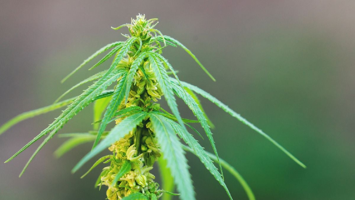 What causes bananas: hermaphroditic genetics