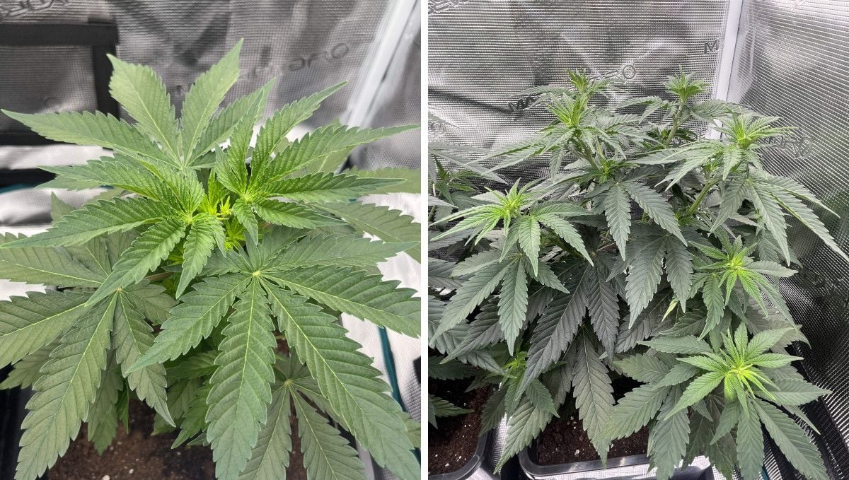 Orange Sherbet FF cannabis strain: transition (pre-flower) | week 7 | light-green tops signal the start of flowering