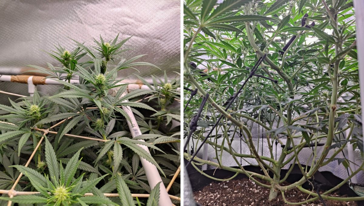 Tropicana Cookies FF cannabis strain: early flower | weeks 8-9 | flowering tops rising above ScrOG and the branches stripped of leaves and bud sites below the net